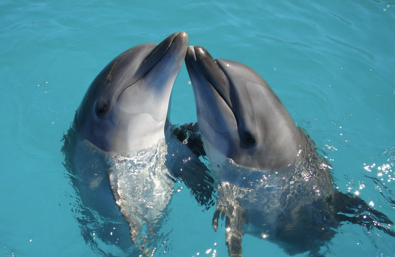 Dolphins Dolphins