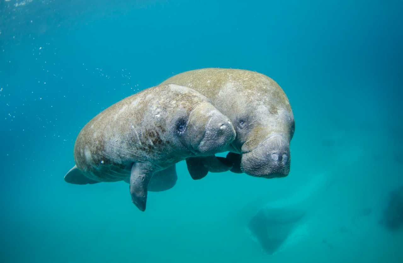 Manatee Manatee